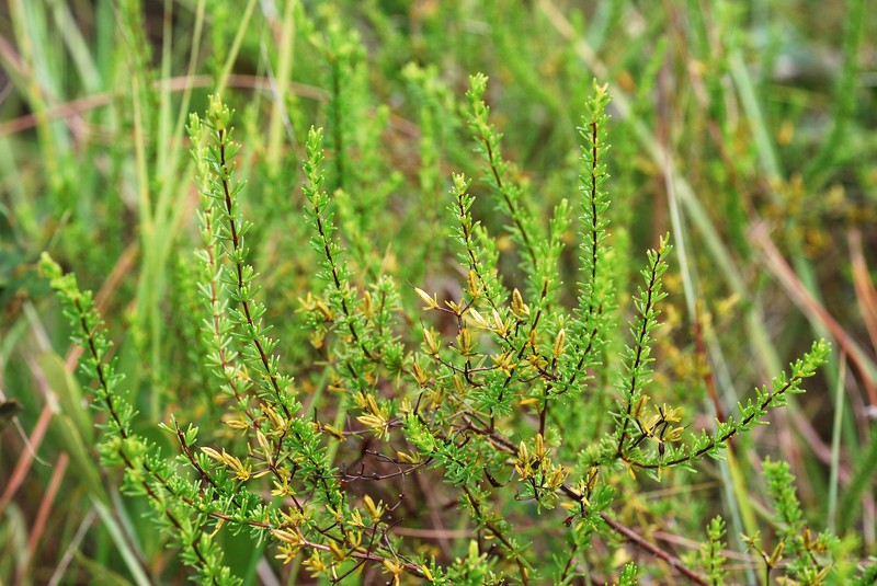 Atlantic St. John's-Wort photo 2