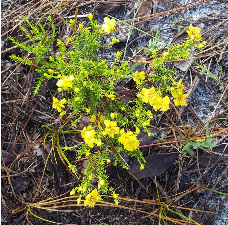 Atlantic St. John's-Wort