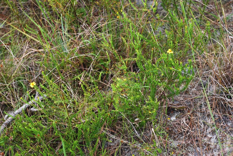 Atlantic St. John's-Wort photo 3