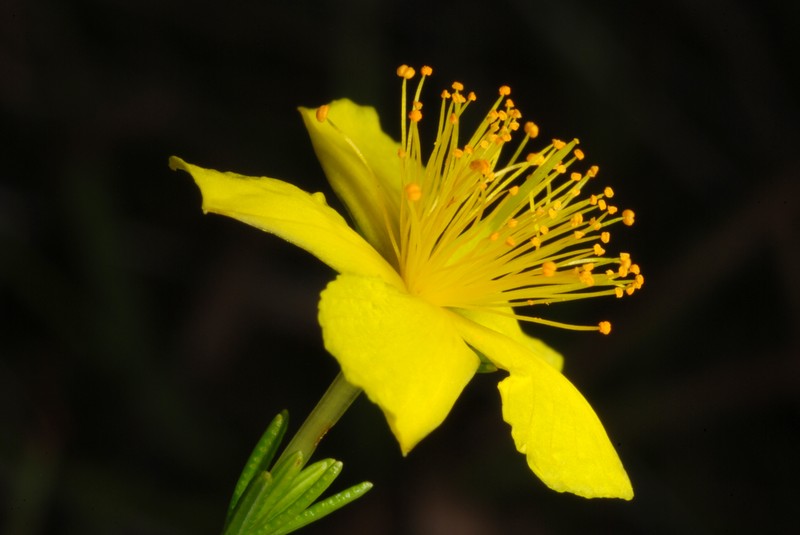 Atlantic St. John's-Wort photo 4