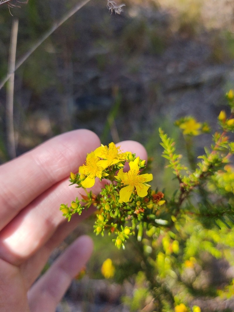 Atlantic St. John's-Wort photo 2