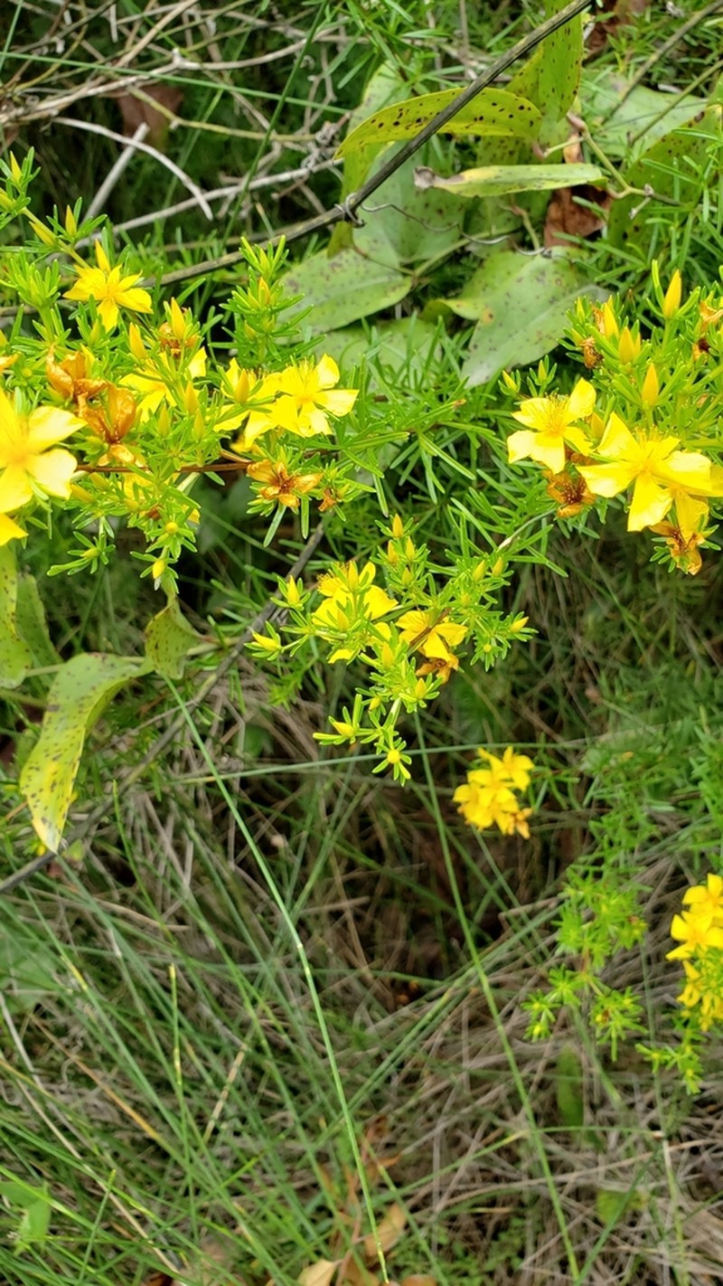 Atlantic St. John's-Wort photo 4