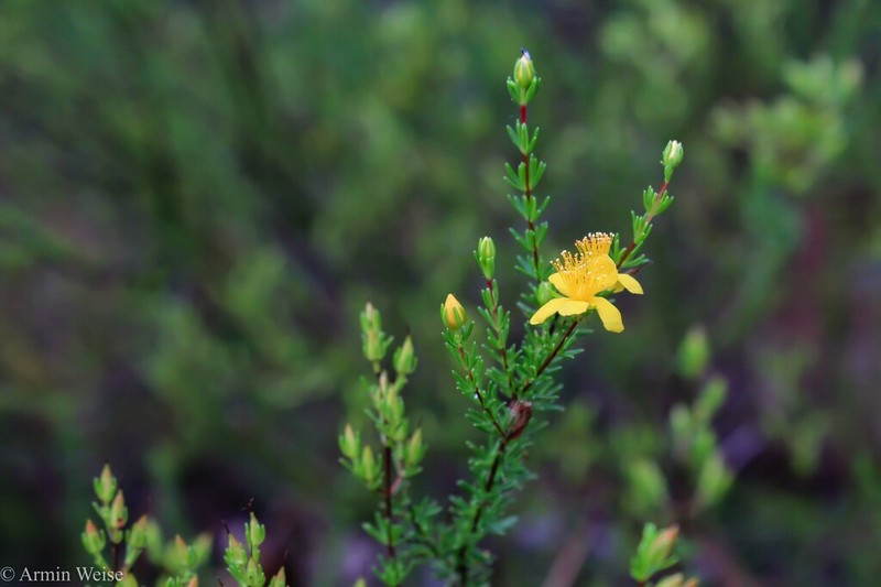 Atlantic St. John's-Wort photo 5
