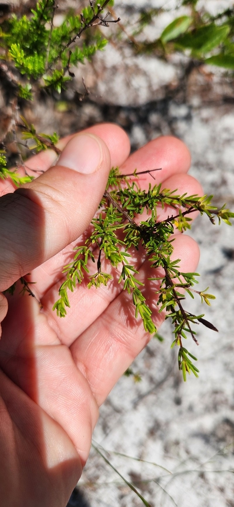 Atlantic St. John's-Wort photo 6