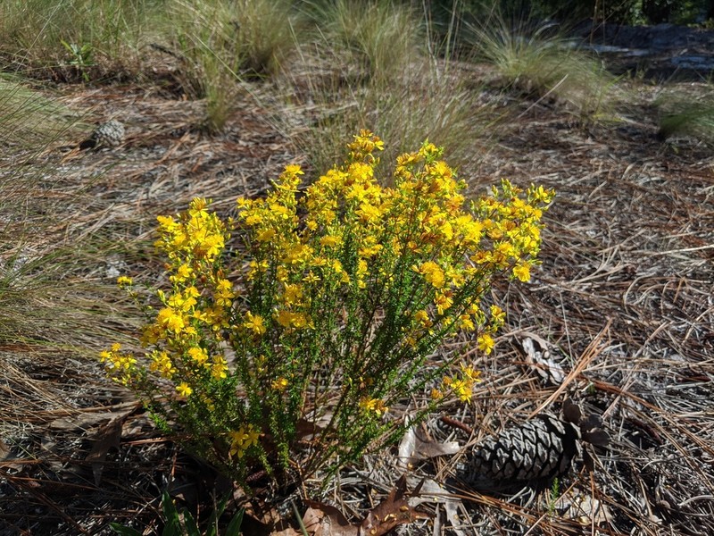 Atlantic St. John's-Wort photo 8