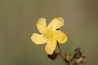 Hypericum teretiusculum