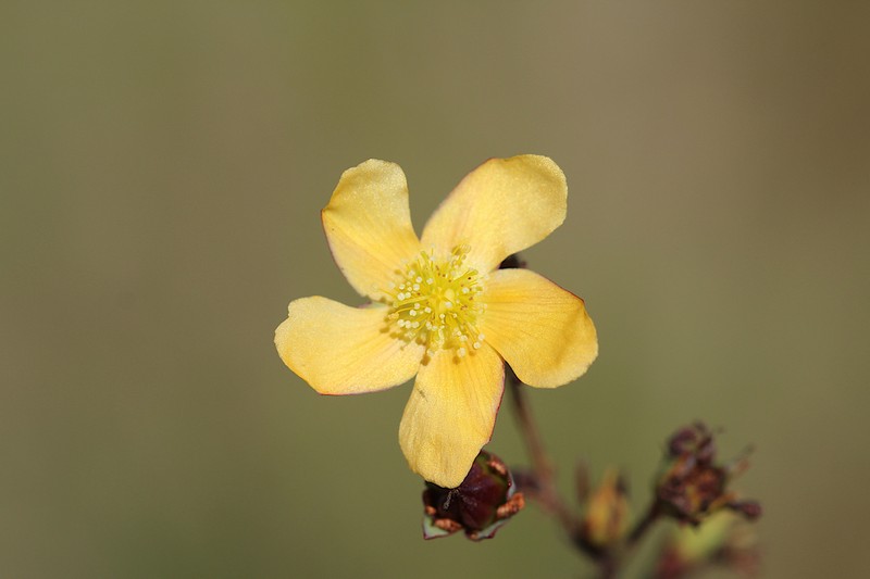 Hypericum teretiusculum