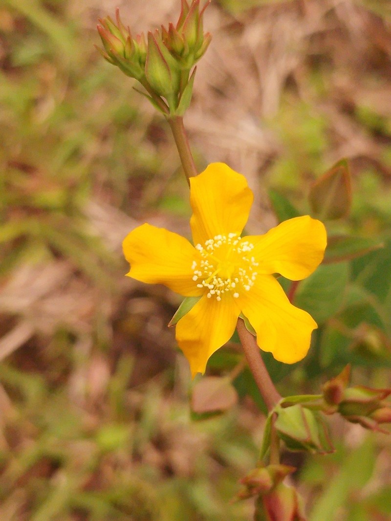 Hypericum teretiusculum photo 2