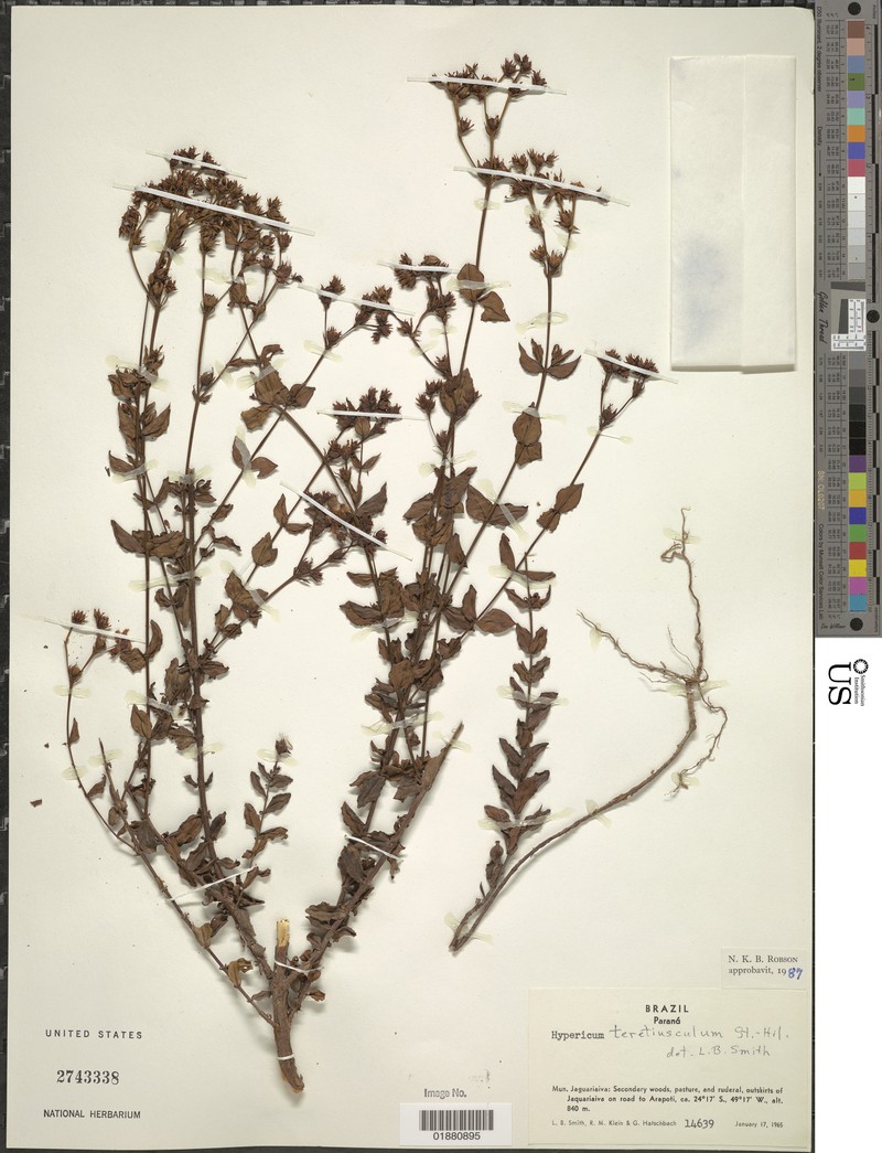 Hypericum teretiusculum photo 3