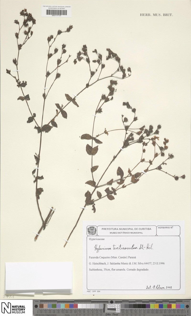 Hypericum teretiusculum photo 4