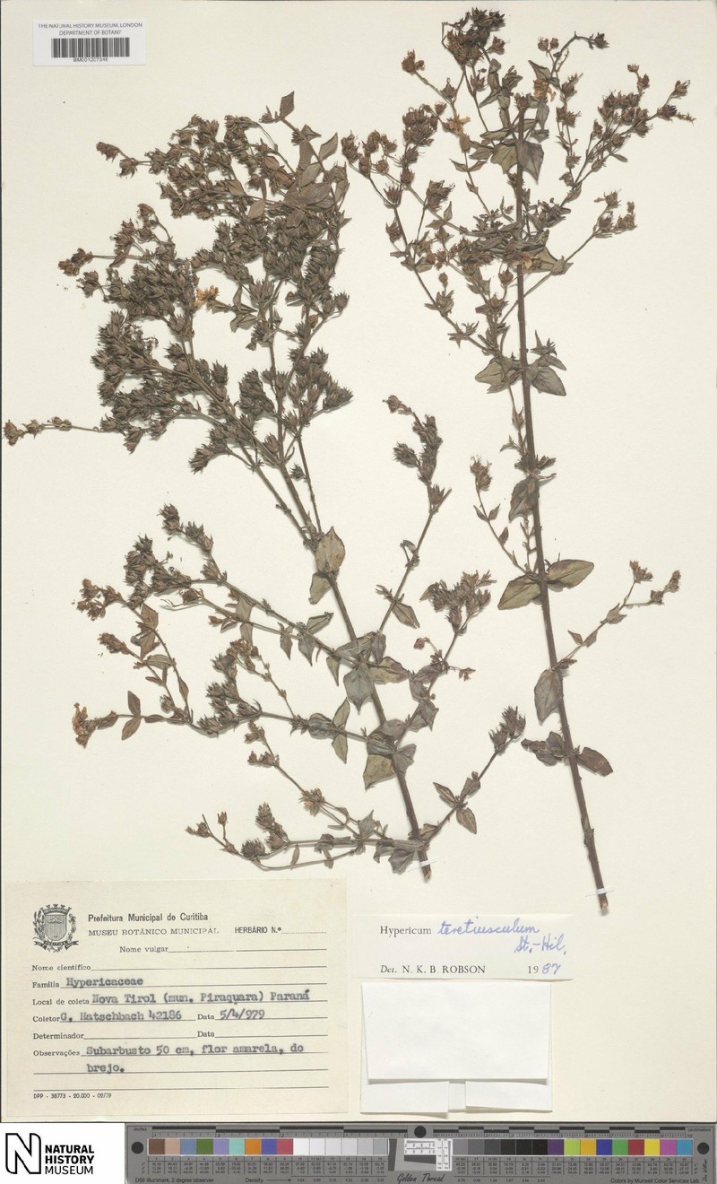 Hypericum teretiusculum photo 5