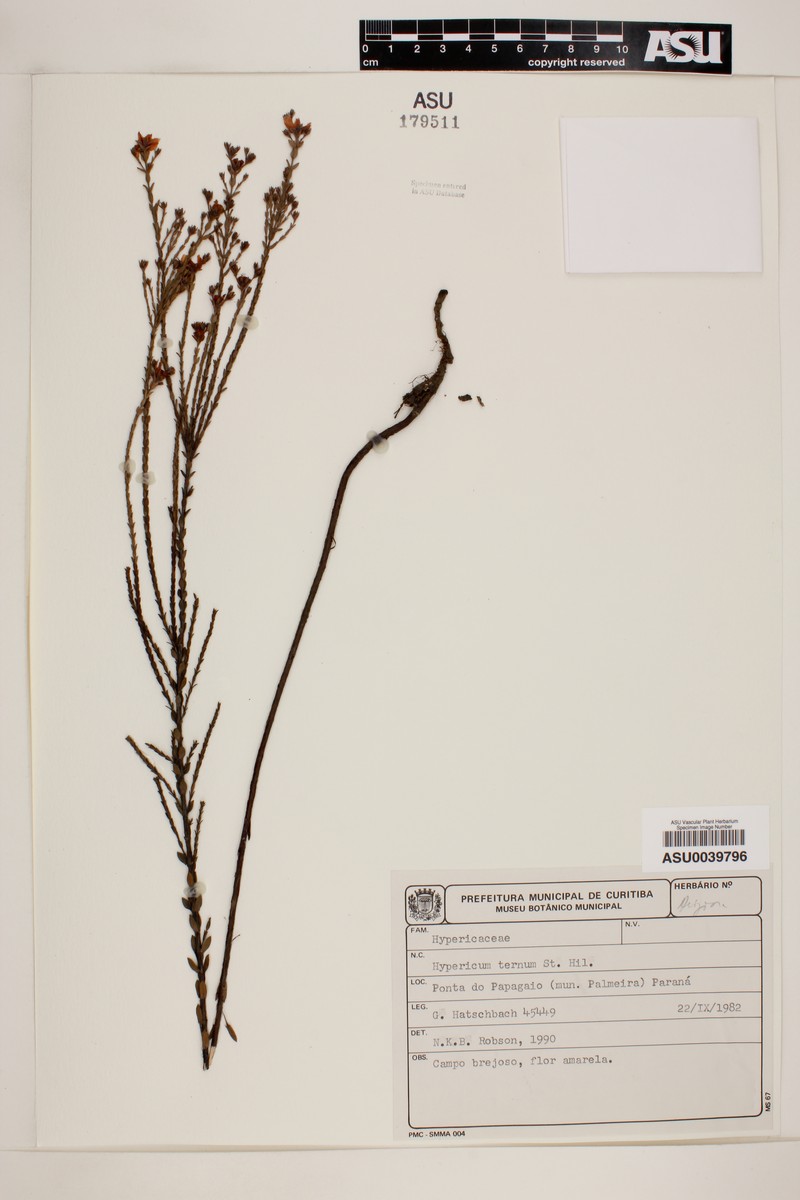 Hypericum ternum