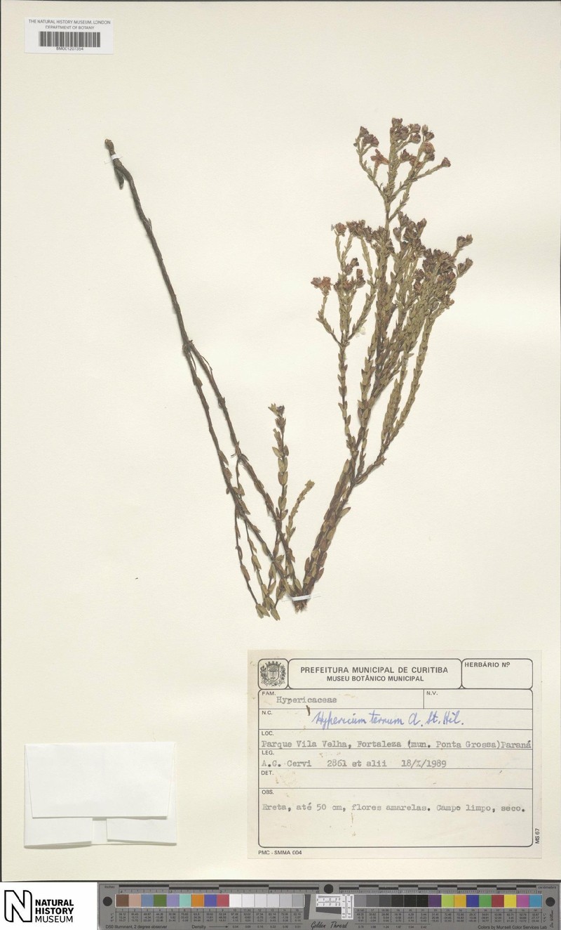 Hypericum ternum photo 3