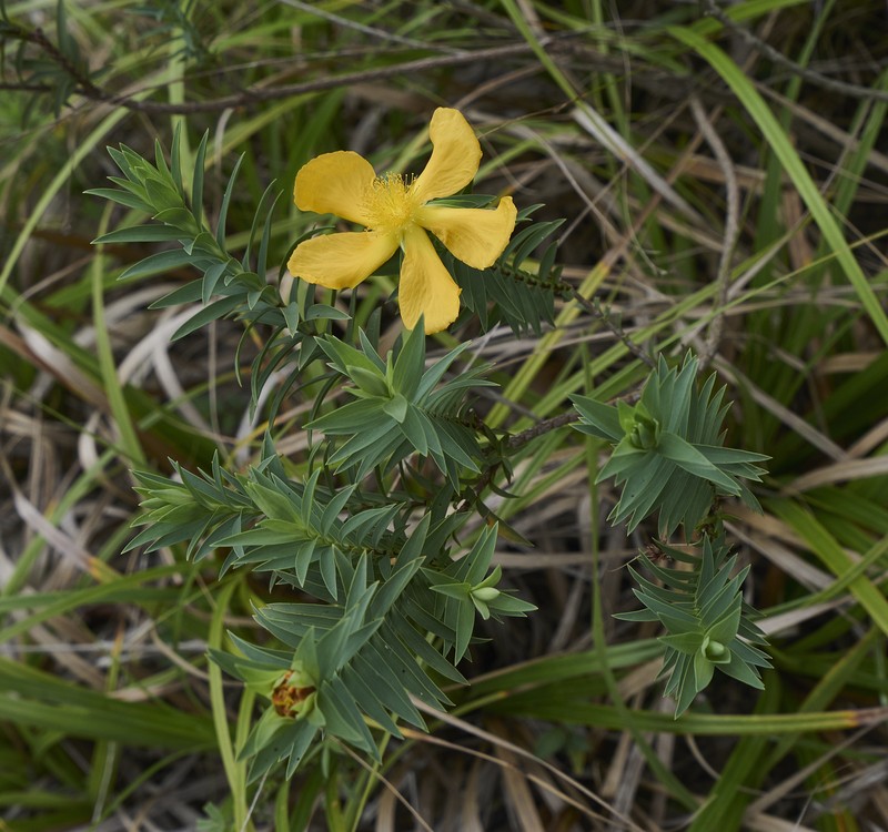 Hypericum terrae-firmae