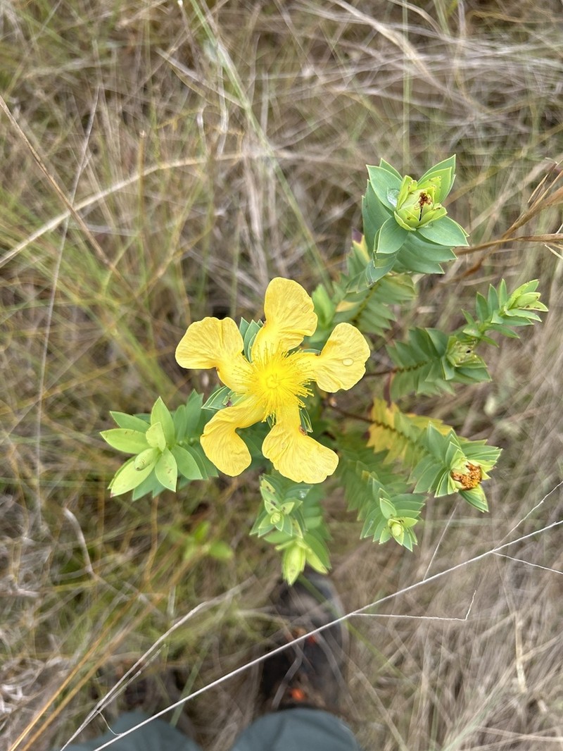 Hypericum terrae-firmae photo 2