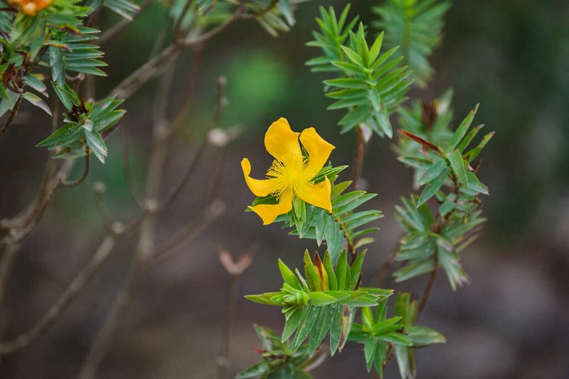 Hypericum terrae-firmae photo 3