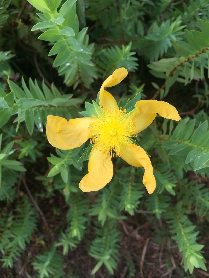 Hypericum terrae-firmae photo 4
