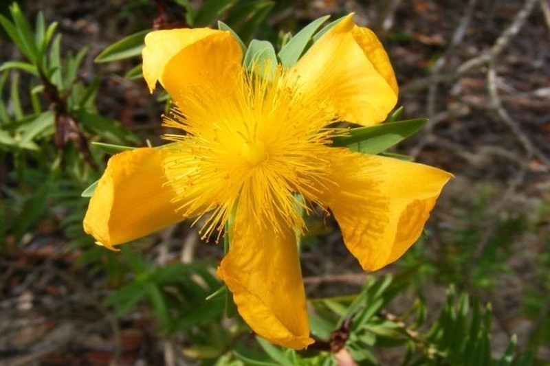 Hypericum terrae-firmae photo 5