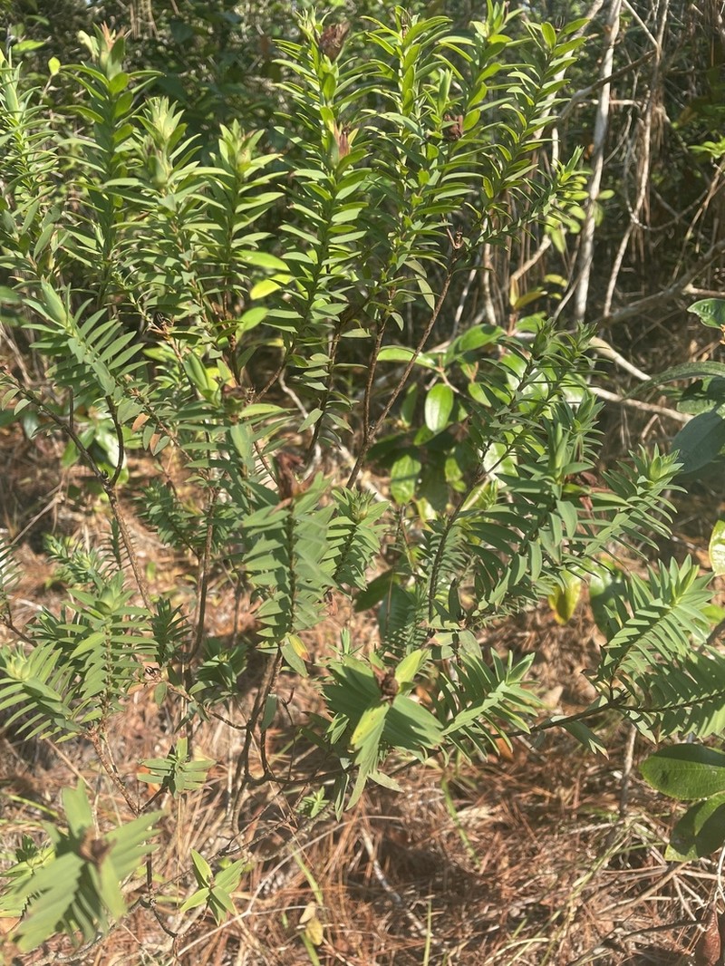 Hypericum terrae-firmae photo 6