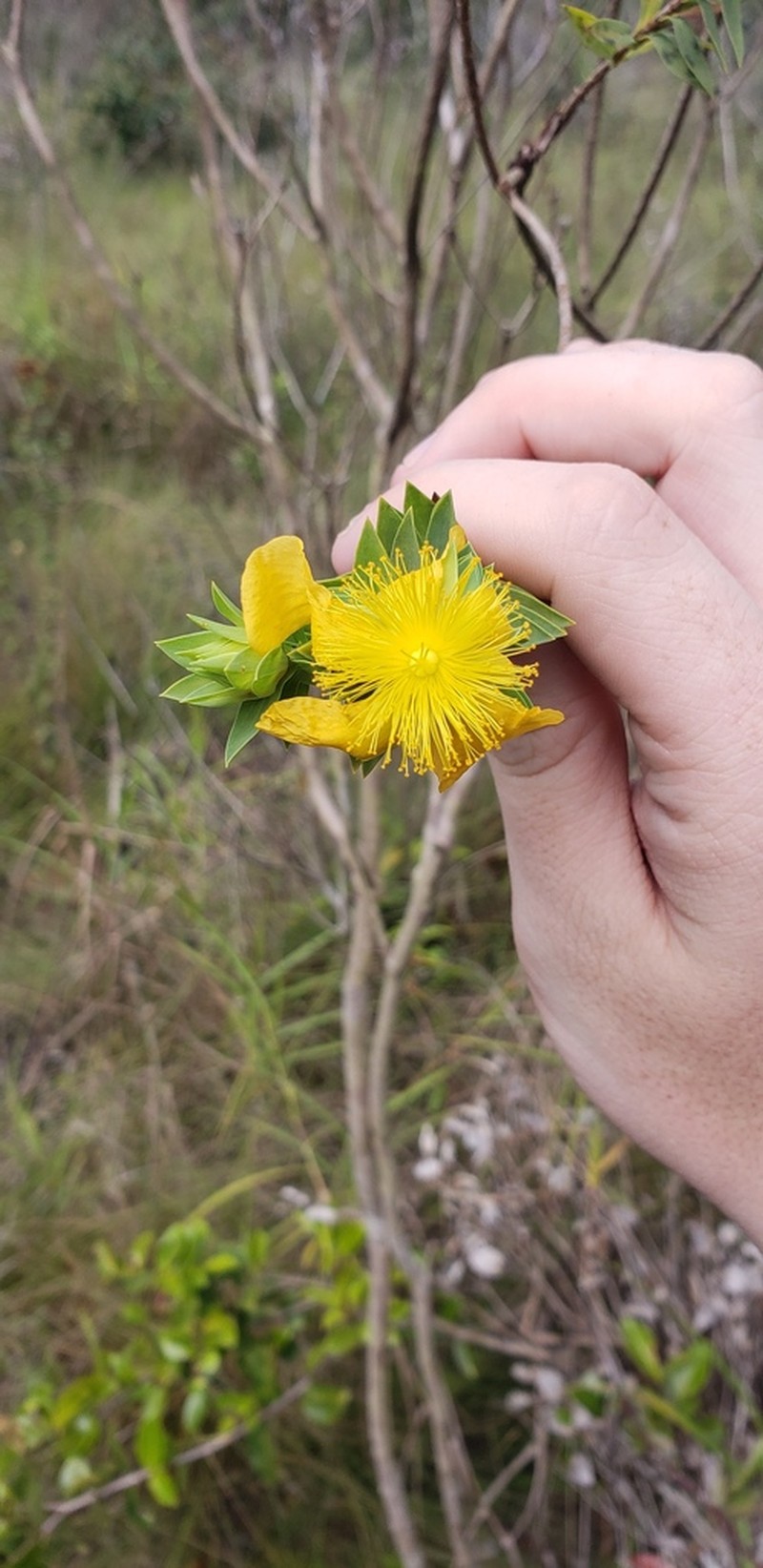 Hypericum terrae-firmae photo 7