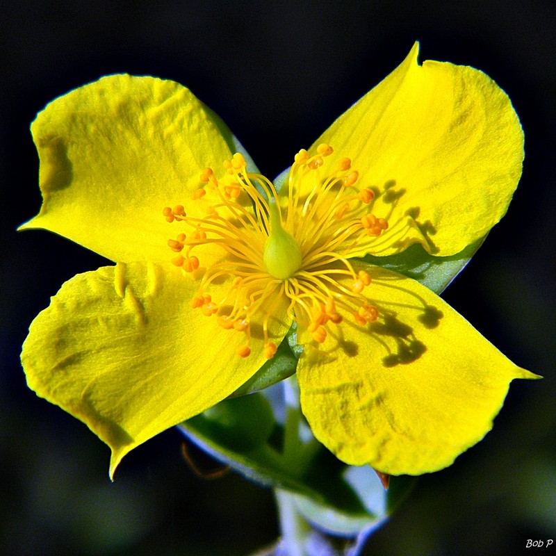 Fourpetal St. Johnswort photo 4