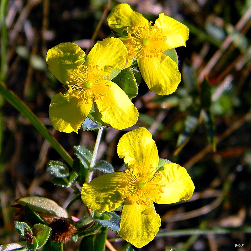 Fourpetal St. Johnswort photo 5