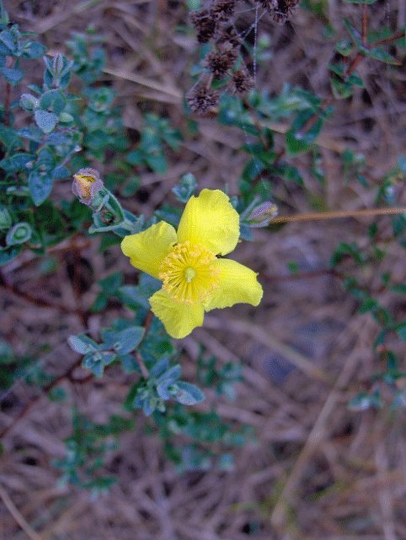 Fourpetal St. Johnswort photo 6