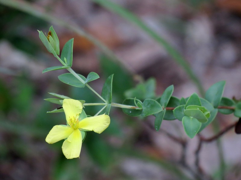 Fourpetal St. Johnswort