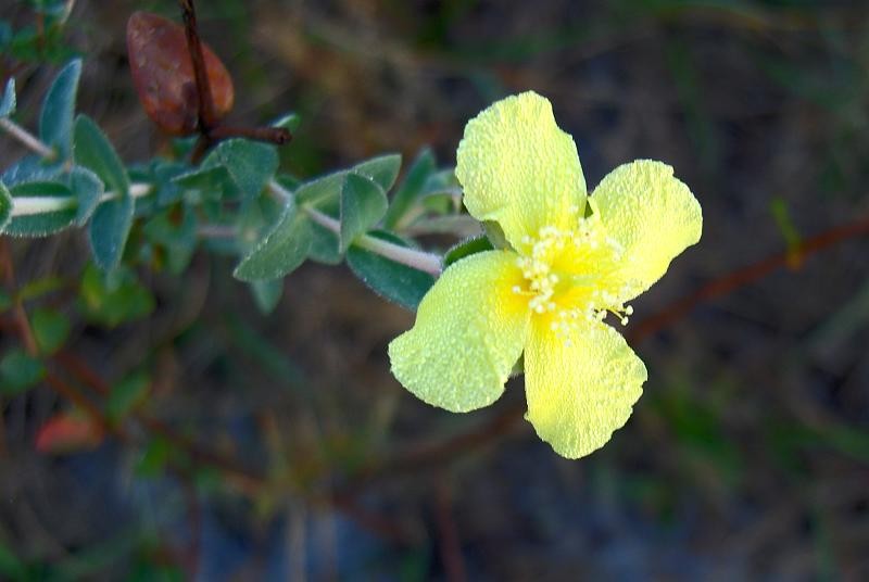 Fourpetal St. Johnswort photo 2