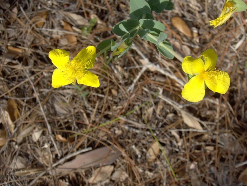 Fourpetal St. Johnswort photo 3