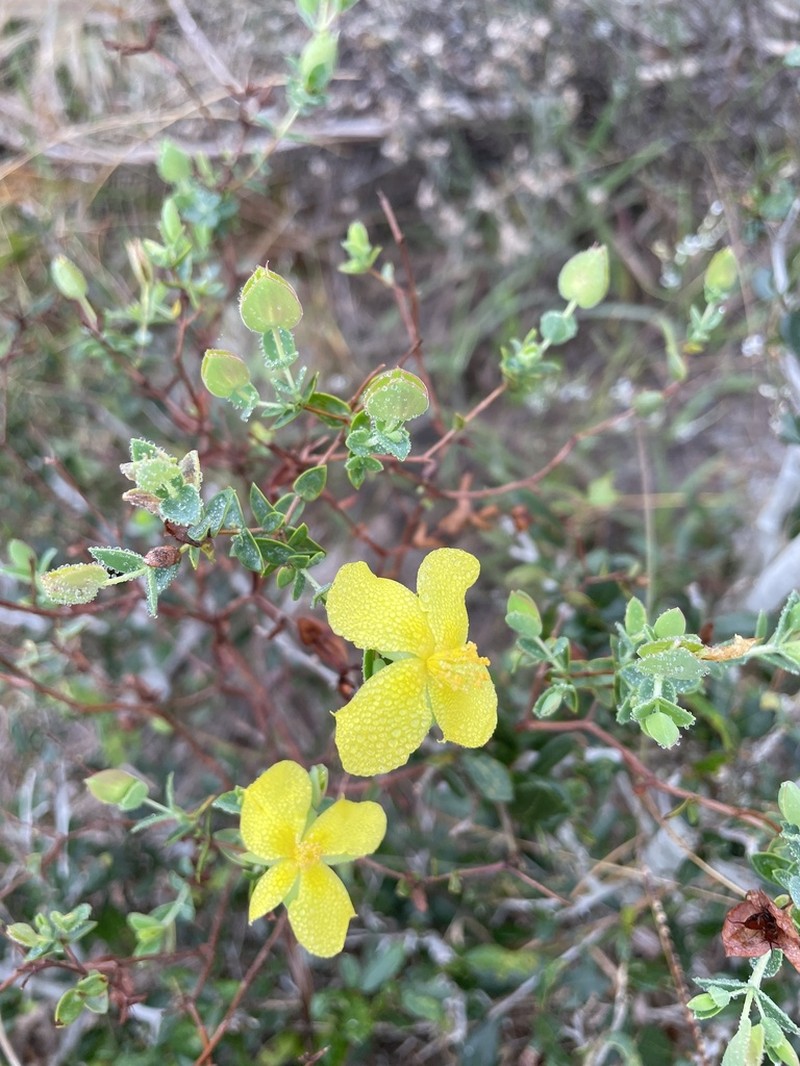 Fourpetal St. Johnswort