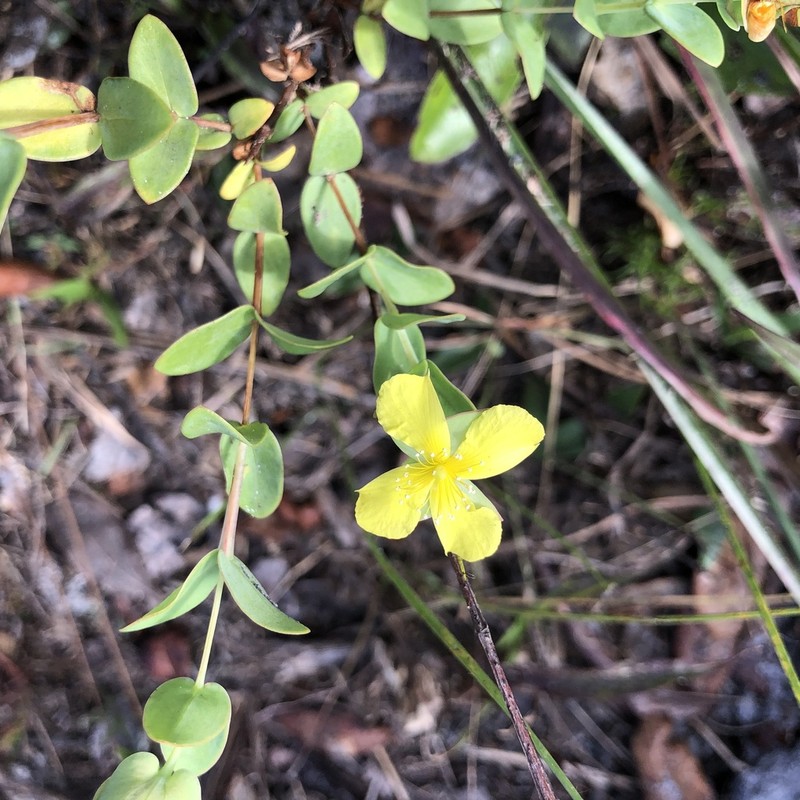 Fourpetal St. Johnswort photo 2