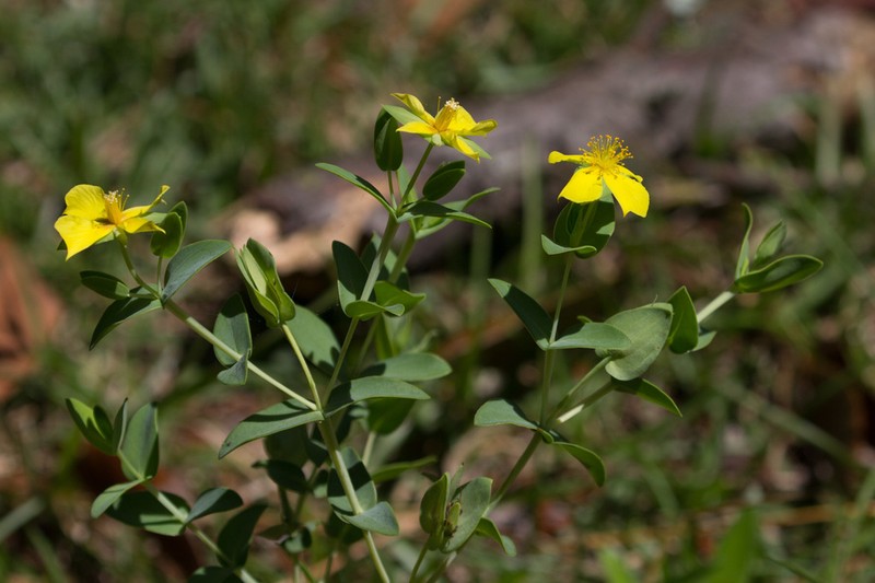 Fourpetal St. Johnswort photo 3
