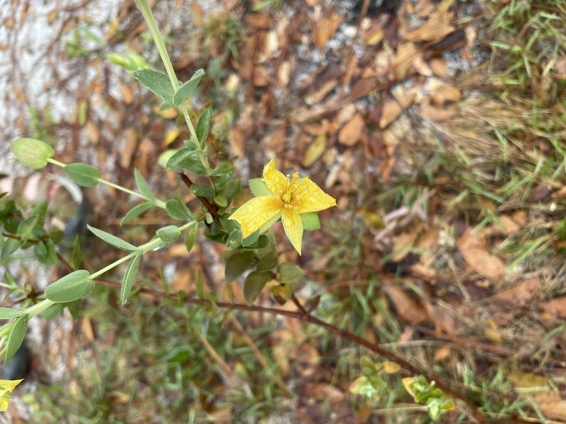 Fourpetal St. Johnswort photo 4