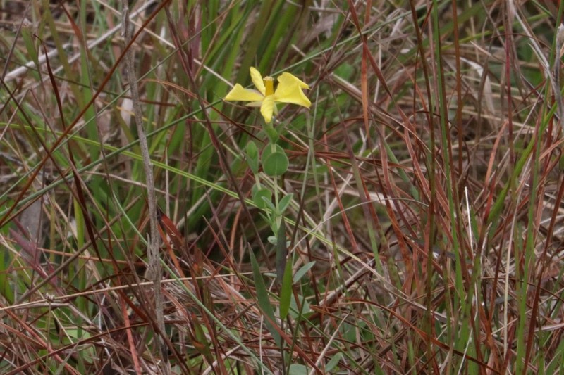 Fourpetal St. Johnswort photo 5
