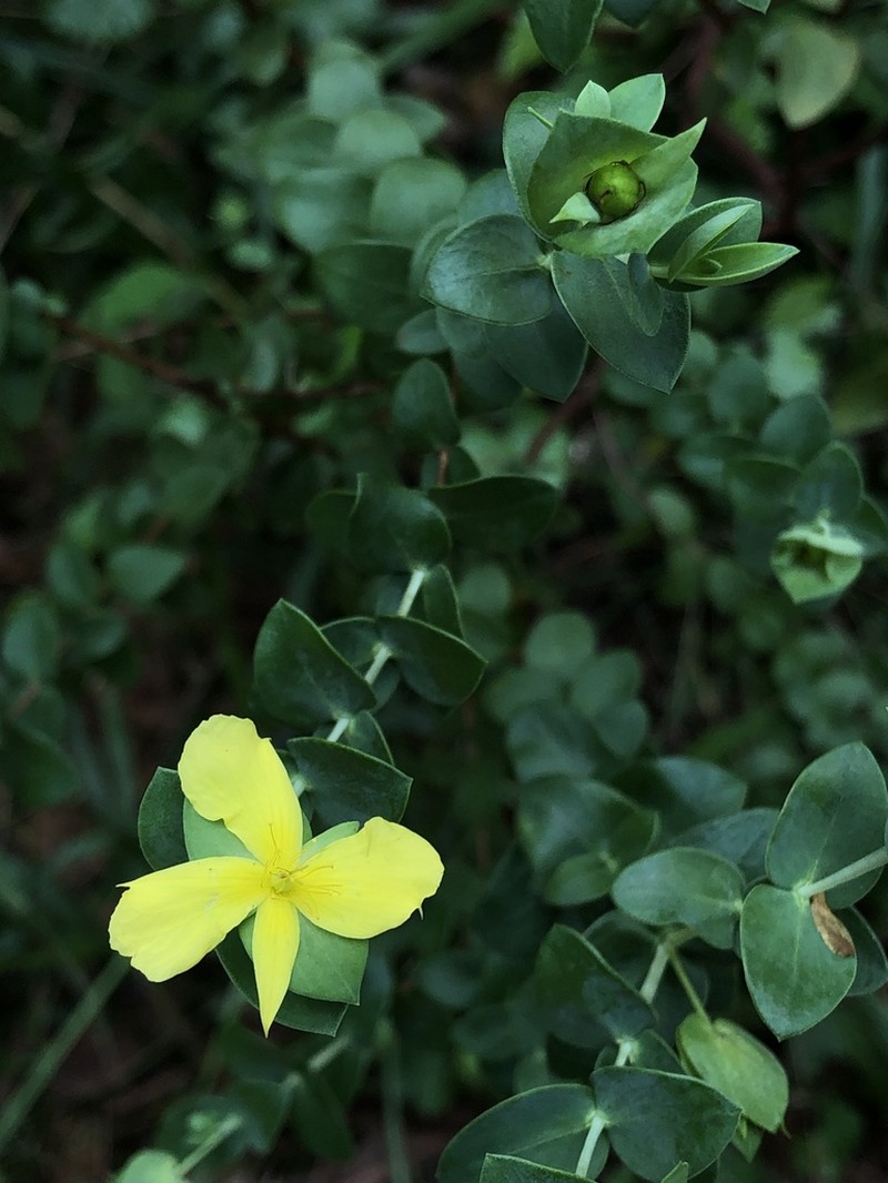 Fourpetal St. Johnswort photo 6
