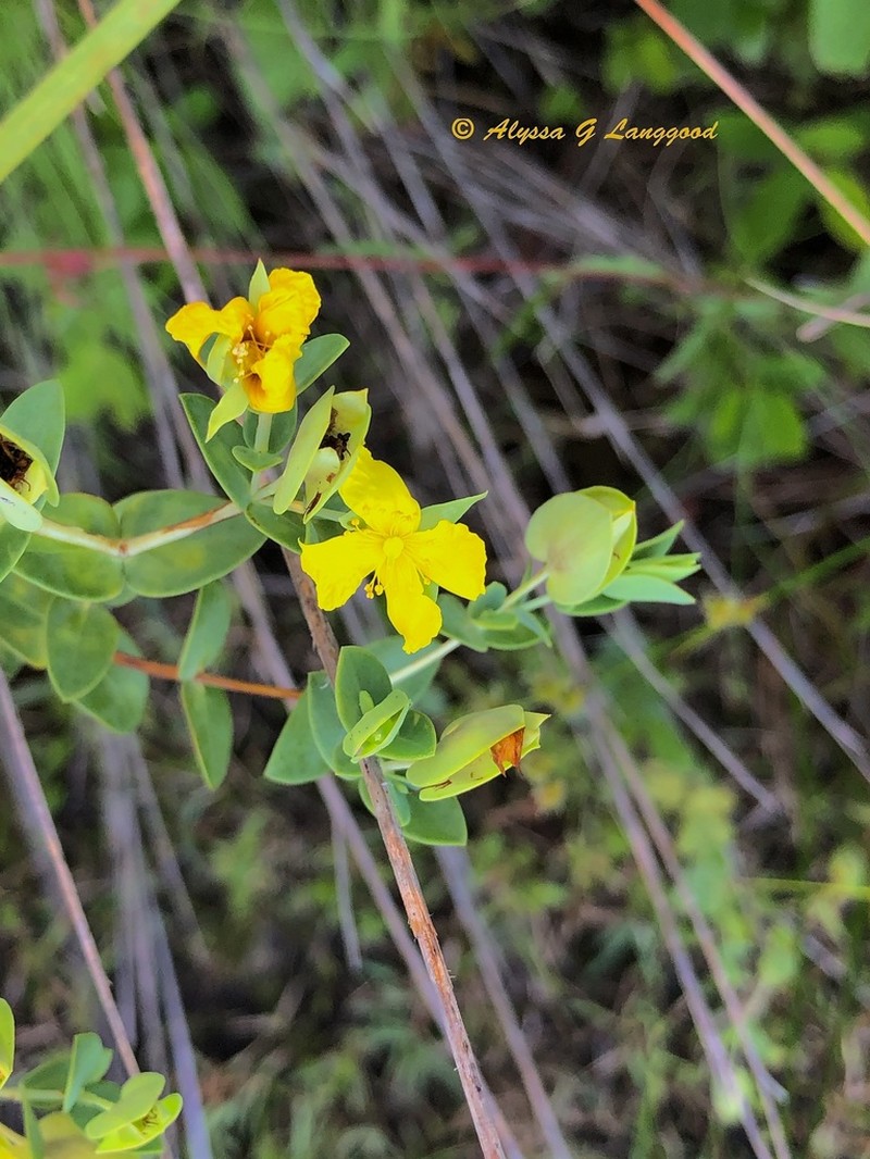 Fourpetal St. Johnswort photo 7