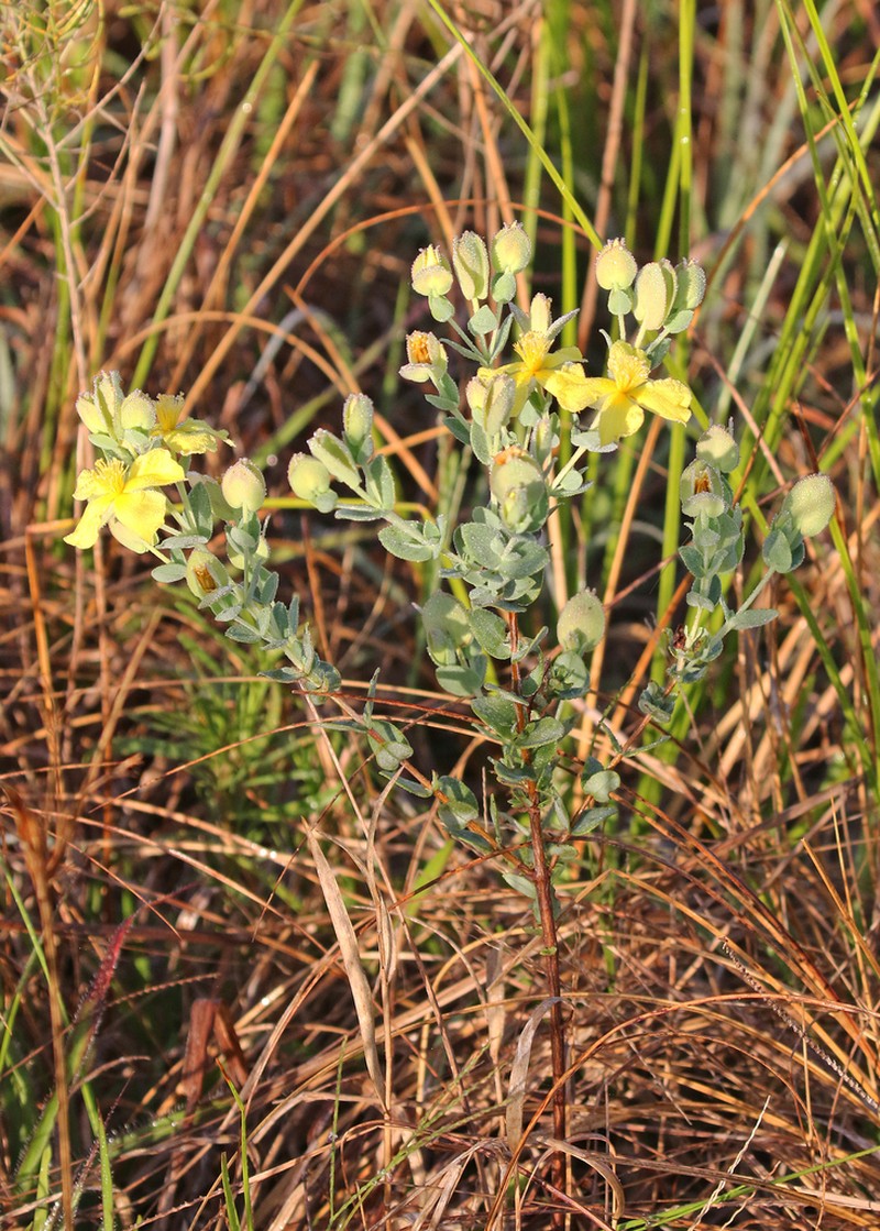 Fourpetal St. Johnswort photo 8