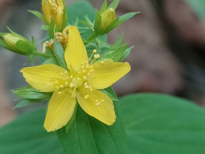 Hypericum tetrapterum