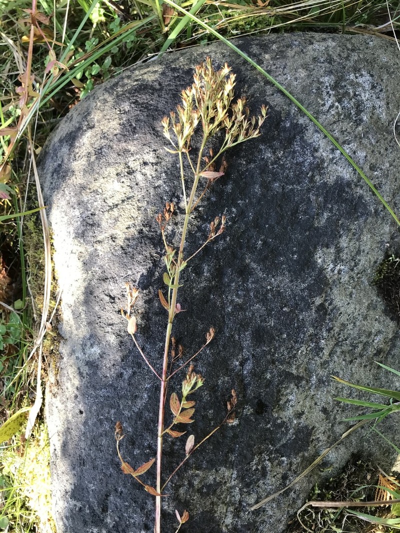Hypericum tetrapterum photo 2