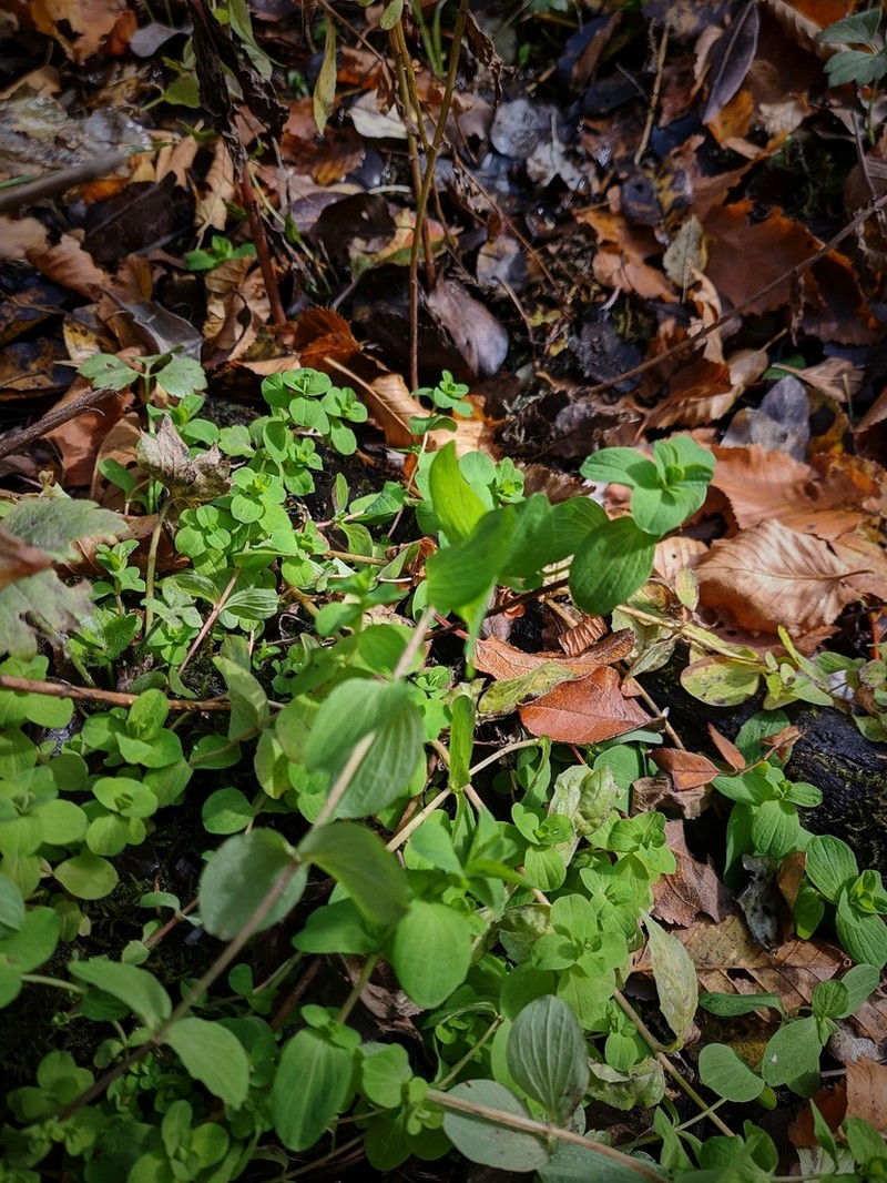 Hypericum tetrapterum photo 3