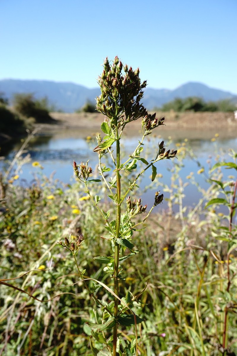 Hypericum tetrapterum photo 4