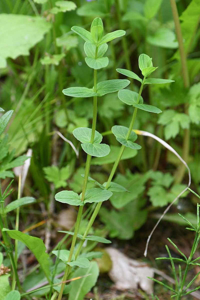 Hypericum tetrapterum photo 5