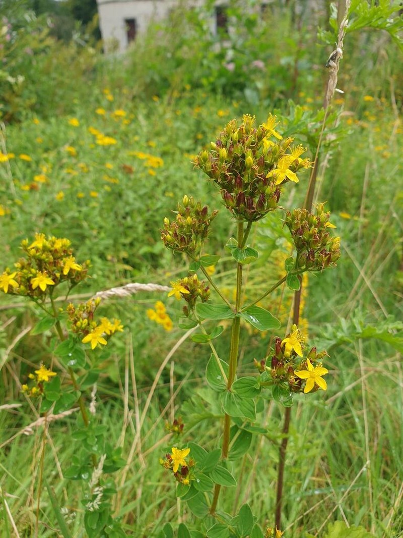 Hypericum tetrapterum photo 6
