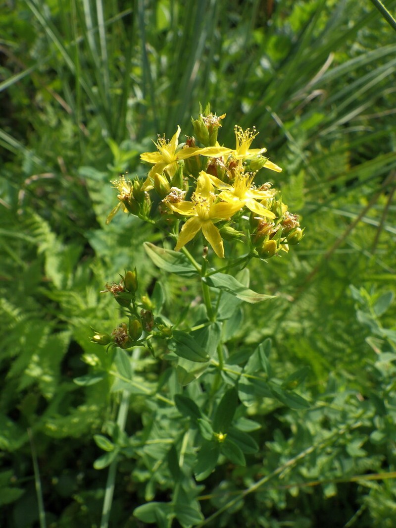 Hypericum tetrapterum photo 7