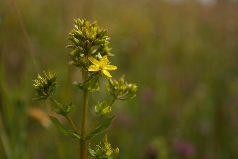 Hypericum tetrapterum photo 8
