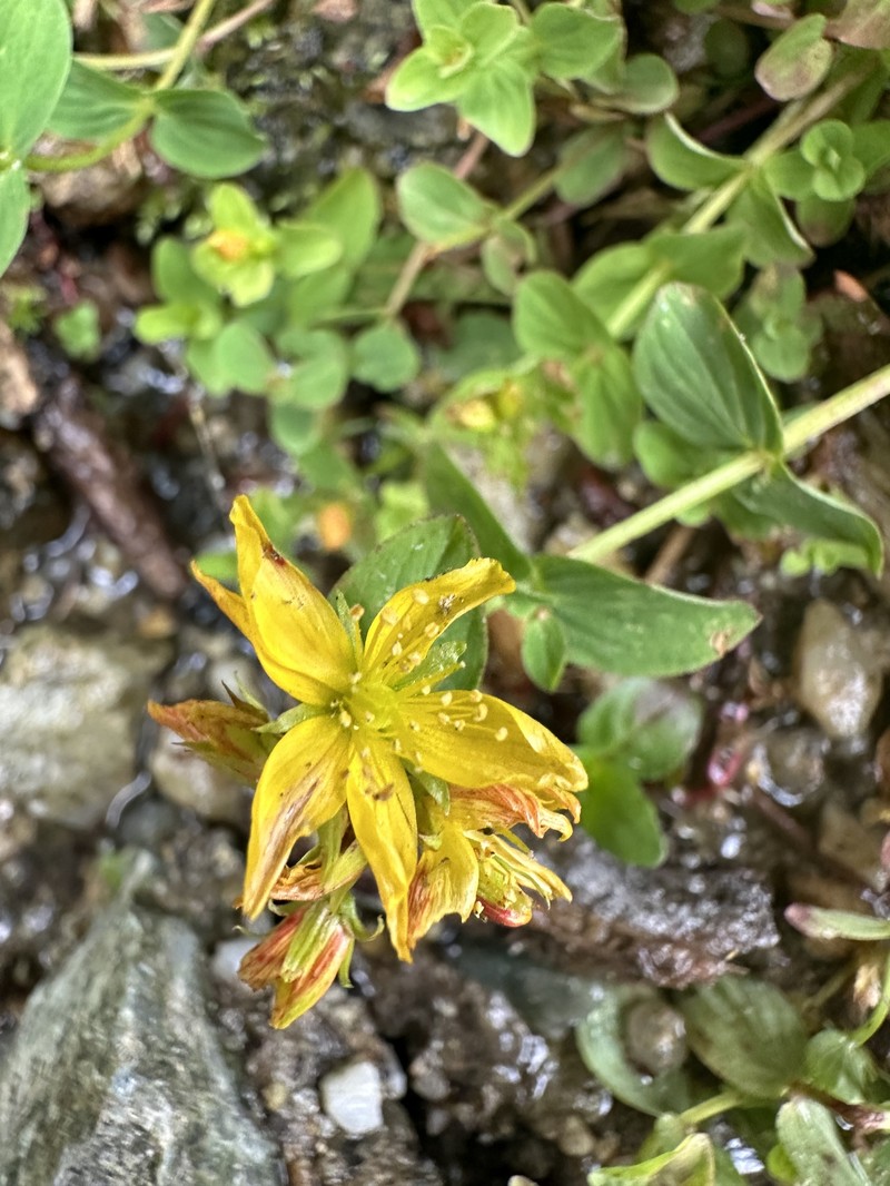 Hypericum tetrapterum var. corsicum