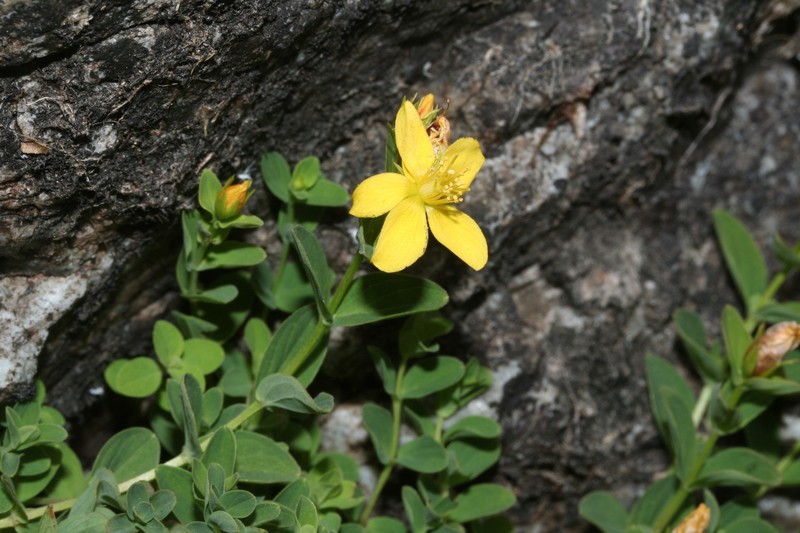 Hypericum tetrapterum var. corsicum photo 2