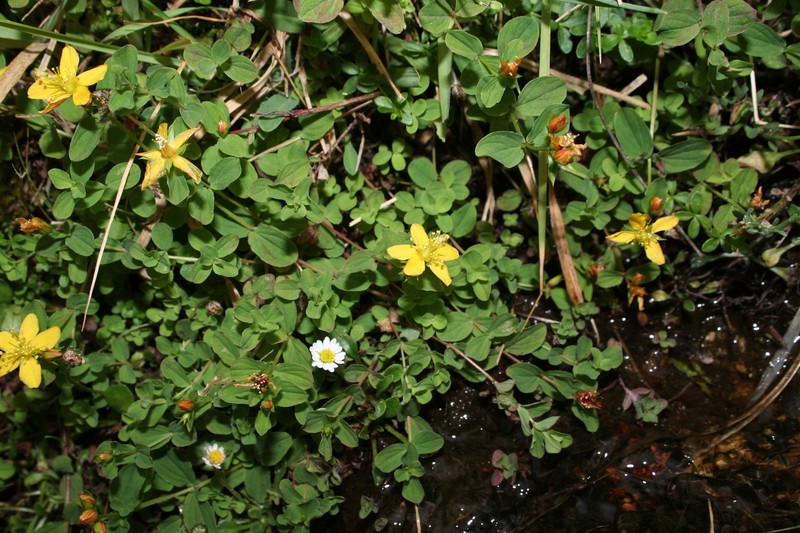 Hypericum tetrapterum var. corsicum photo 3