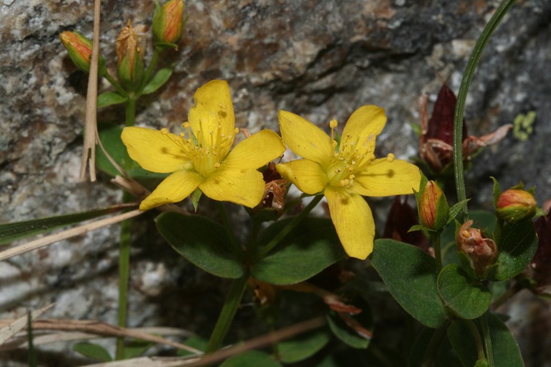 Hypericum tetrapterum var. corsicum photo 4